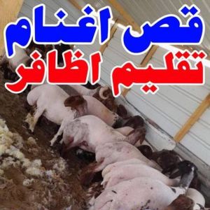 قص اغنام - تقليم اظافر - ابومحمود📞97703279 - اغنام الكويت - جز غنم - جز اغنام - جز صوف - حلاق اغنام - حلاق غنم - جز 3 167644045561822 قص اغنام - تقليم اظافر - ابومحمود📞97703279 - اغنام الكويت - جز غنم - جز اغنام - جز صوف - حلاق اغنام - حلاق غنم - جز