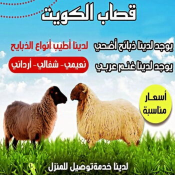 ذبايح - ذبايح للبيع - توصيل ذبايح - ابومحمود📞97703279 - ذبائح - غنم للبيع - اغنام للبيع - اغنام الكويت - غنم - خرفان للبيع - سوق الغنم - قصاب - ذبائح للبيع